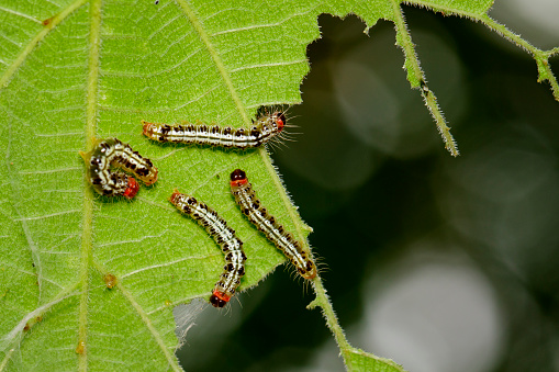 Image of worms are on green leaves on natural background. Insect. Animal.