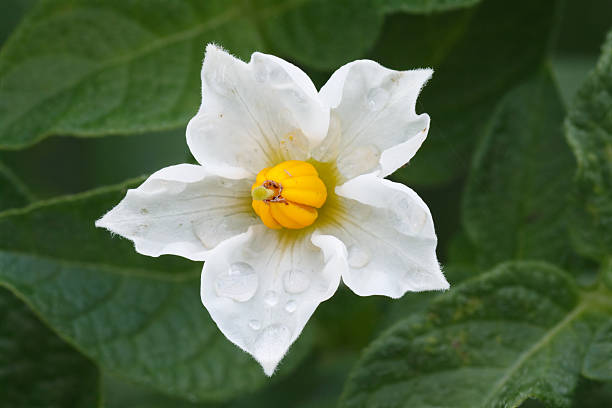 flowering potatoes