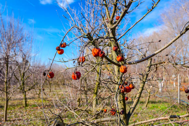 suche zmumifikowane owoce na gałęzi drzewa w słoneczny wiosenny dzień - apple rotting fruit apple tree zdjęcia i obrazy z banku zdjęć