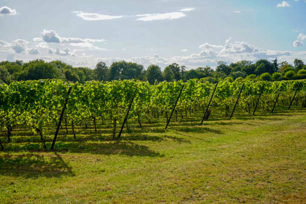 istock Bright green vineyard on a summers day 1189351998