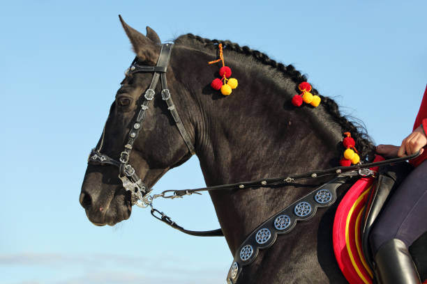 Andalusian saddle horse portrait against blue sky  background