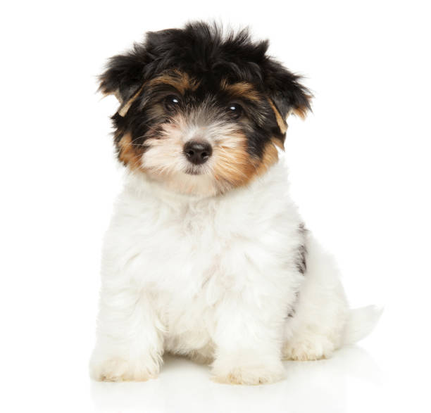 istock Biewer Yorkshire Terrier puppy 1189353784