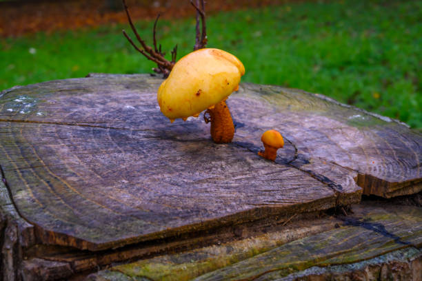 Close view of two mushroom on a tree stump on a rainy day