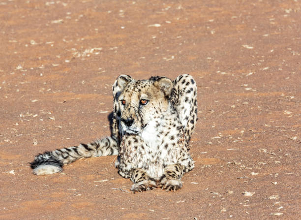 istock Cheetah in the Kalahari desert 1189354581