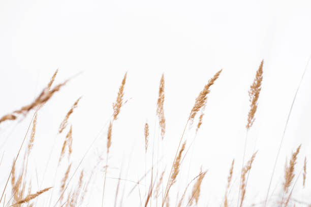 istock Savannah grass field in sun backlight,Twinkle with sunlight at noon. 1189354923