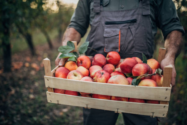 istock Farmer holding a crate with apples 1189355036