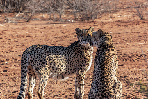 Cheetah (Acinonyx jubatus) in natural habitat, Kalahari desert, Namibia