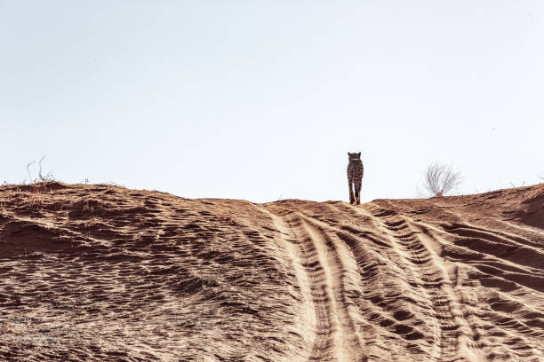 istock Cheetah in the Kalahari desert 1189355769