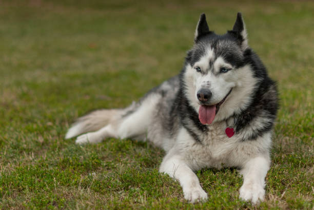 istock Husky dog bread sitting on the grass 1189356281