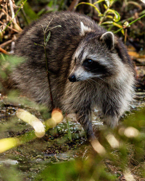 istock Raccoon in the woods looking for a meal 1189356426