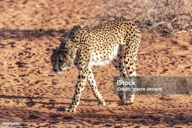 Cheetah In The Kalahari Desert Stock Photo - Download Image Now - Africa,  Animal, Animal Wildlife - iStock