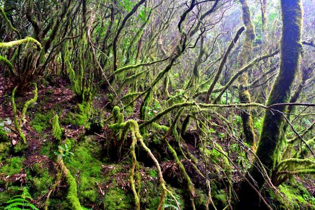 istock Flora in the Anaga mountain range 1189357052