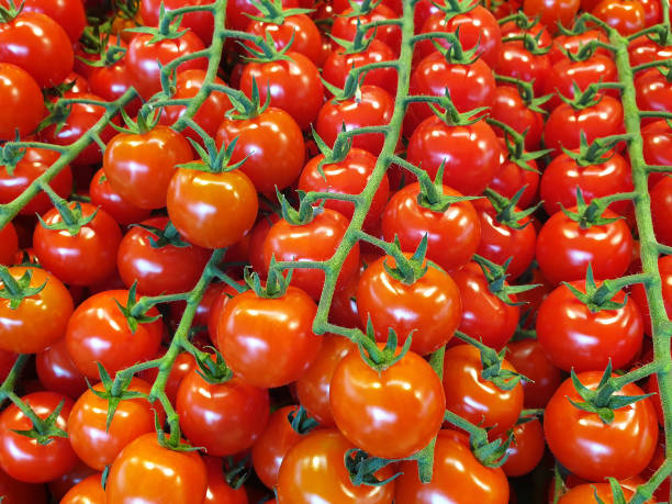 istock Red tomatoes on branch, close-up 1189357464