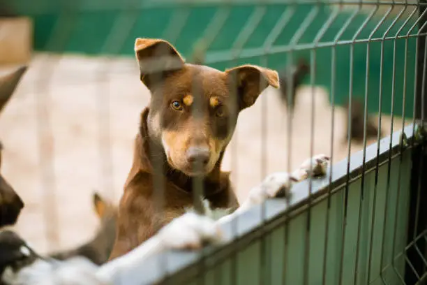Asylum for dogs, homeless dogs in a cage in animal shelter. Abandoned animal in captivity