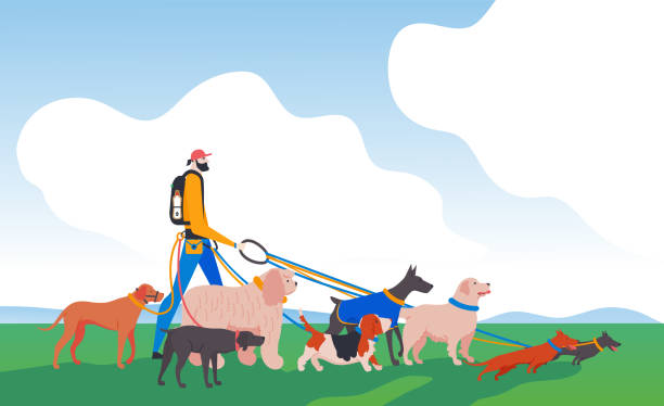 Set icons of dogs and dog-walker in the city. Set icons of dogs and dog-walker in the city. Different breeds: basset hound, komondor, rhodesian ridgeback, golden retriever, dobermann, weimaraner, dachshund. cartoon basset hound walking stock illustrations