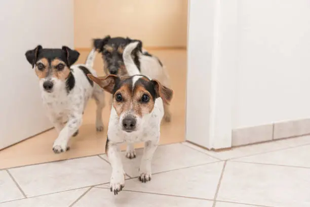 Three cute small cheeky Jack Russell terriers running through an open door in the apartment at home