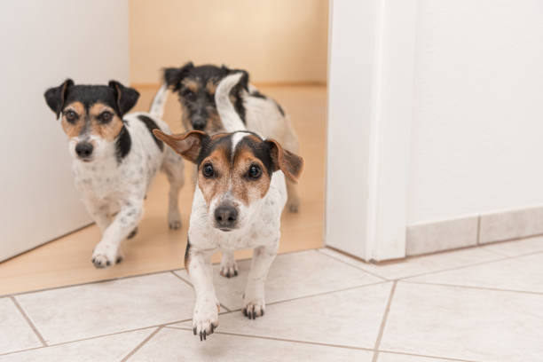 three cute little cheeky jack russell terriers running through an open door in the apartment at home - pets curiosity cute three animals imagens e fotografias de stock