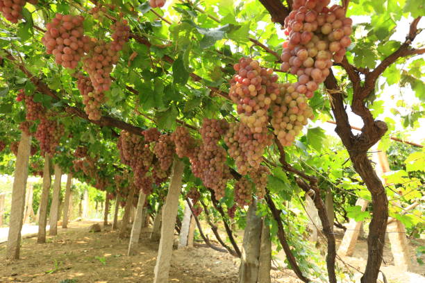 Vineyards at sunset in autumn harvest. Ripe grapes in fall