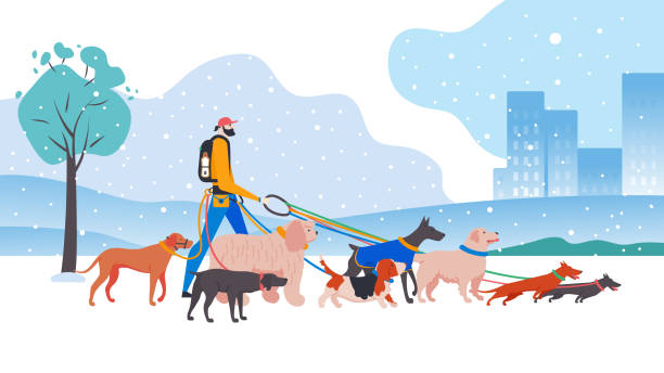 Set icons of dogs and dog-walker in the city. Set icons of dogs and dog-walker in the city. Different breeds: basset hound, komondor, rhodesian ridgeback, golden retriever, dobermann, weimaraner, dachshund. cartoon basset hound walking stock illustrations