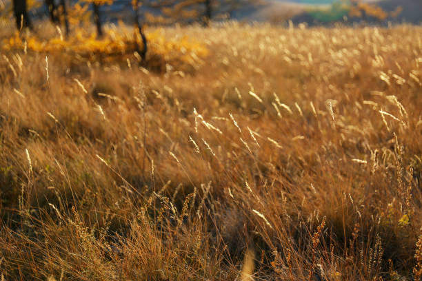 istock yellow grass and spikelet at sunset 1189360282