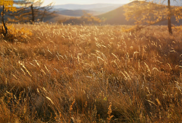 istock yellow grass and spikelets at sunset 1189360357