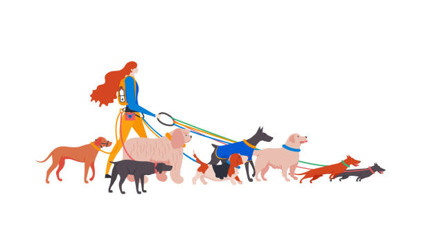 Set cartoon style icons of dogs with personal dog-walker. Set cartoon style icons of dogs with personal dog-walker. Different breeds: basset hound, komondor, rhodesian ridgeback, golden retriever, dobermann, weimaraner, dachshund. cartoon basset hound walking stock illustrations