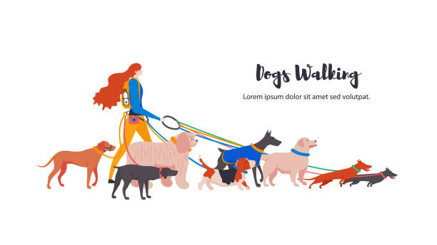 Set cartoon style icons of dogs with personal dog-walker. Set cartoon style icons of dogs with personal dog-walker. Different breeds: basset hound, komondor, rhodesian ridgeback, golden retriever, dobermann, weimaraner, dachshund. cartoon basset hound walking stock illustrations
