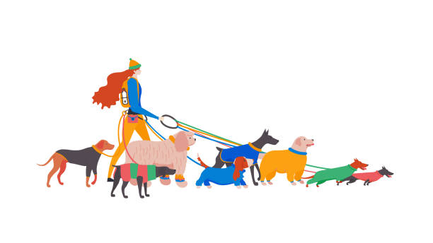 Set icons of dogs in overalls and personal dog-walker. Set icons of dogs in overalls and personal dog-walker. Different breeds: basset hound, komondor, rhodesian ridgeback, golden retriever, dobermann, weimaraner, dachshund. cartoon basset hound walking stock illustrations