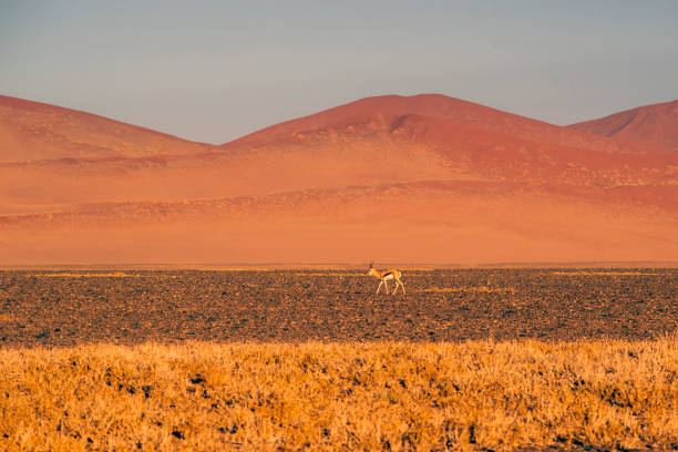 istock Thomson's gazelle in desert 1189362260