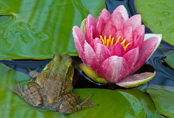 istock Green Frog and Pink Water Lily 1189363225