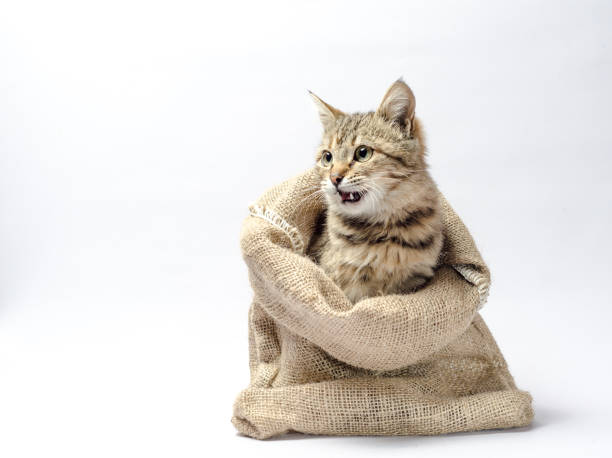 istock tabby kitten with green eyes in a sack on white background 1189363630