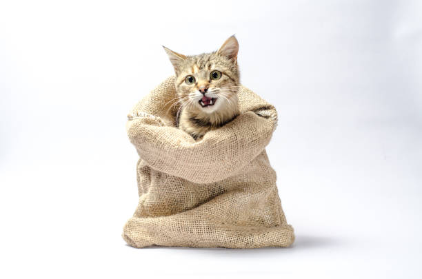 istock tabby kitten with green eyes in a sack on white background 1189363658