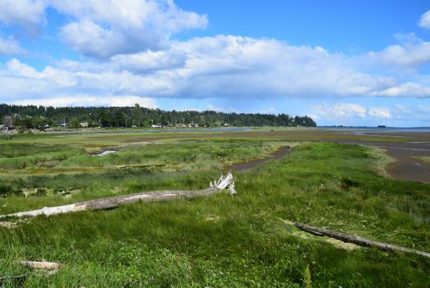 istock Eastuary at low tide, Courtenay, BC 1189363939