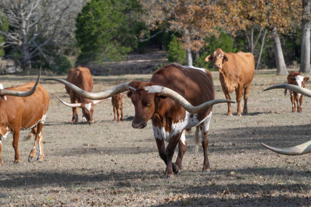 istock Longhorn cattle in Texas 1189364018