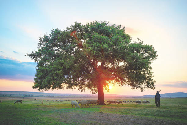 istock shepperd and sheep near an oak tree 1189365248