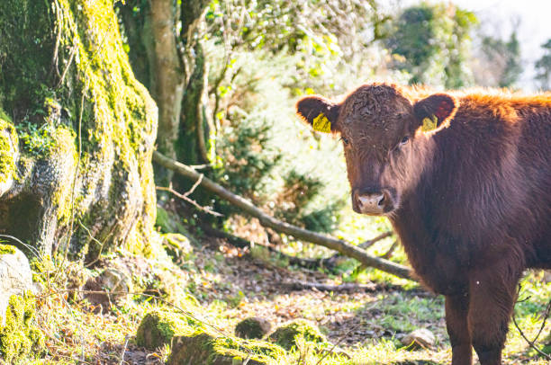 istock Red bullock in field 1189365282