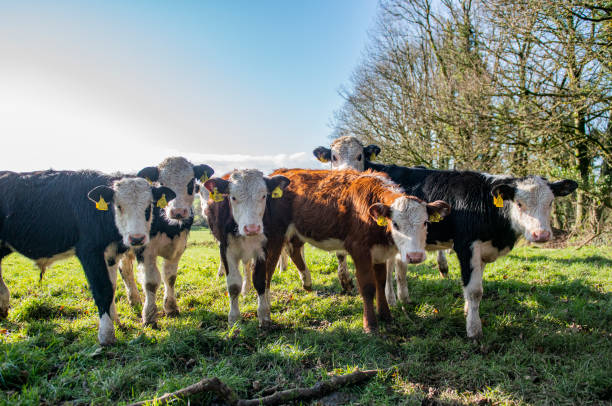 아일랜드 티퍼레리 카운티의 들판에 있는 호기심 많은 송아지 무리. - ayrshire cattle 뉴스 사진 이미지