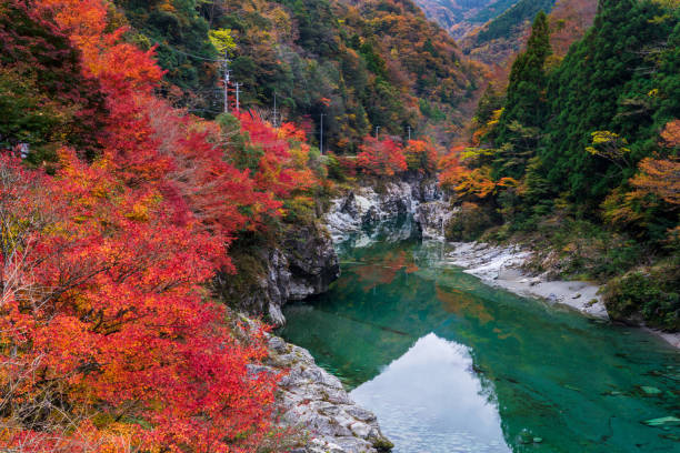 japan shikoku tokushima miyoshi vue - japanese maple leaf water japan photos et images de collection