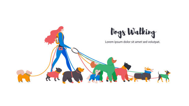 Dogs in overalls with a girl. Dogs in overalls with a girl. Different breeds: spitz, french bulldog, english cocker spaniel, chinese crested, royal poodle, mittelschnauzer, corgi, russian toy terrier. cartoon basset hound walking stock illustrations