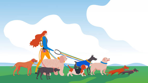 Set icons of dogs and a girl in the city. Set icons of dogs and a girl in the city. Different breeds: basset hound, komondor, rhodesian ridgeback, golden retriever, dobermann, weimaraner, dachshund. cartoon basset hound walking stock illustrations