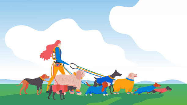 Set icons of dogs and dog-walker in the city. Set icons of dogs and dog-walker in the city. Different breeds: basset hound, komondor, rhodesian ridgeback, golden retriever, dobermann, weimaraner, dachshund. cartoon basset hound walking stock illustrations