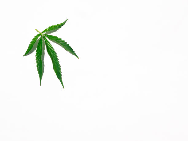 istock Green cannabis leaf isolated on white close up 1189368363