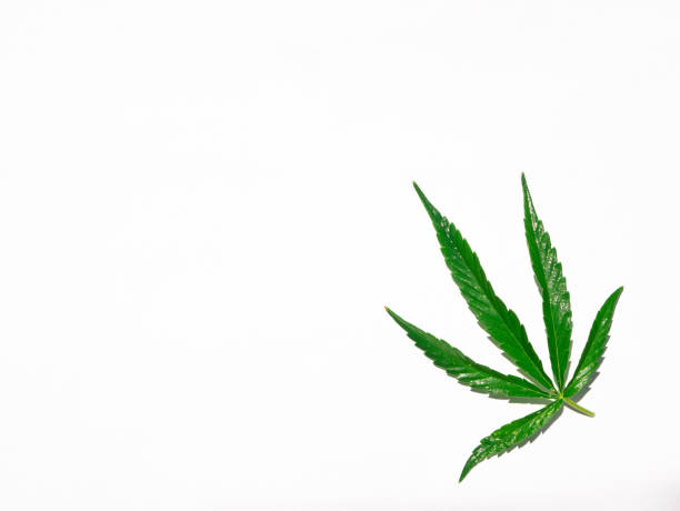 istock Green cannabis leaf isolated on white closeup 1189368380