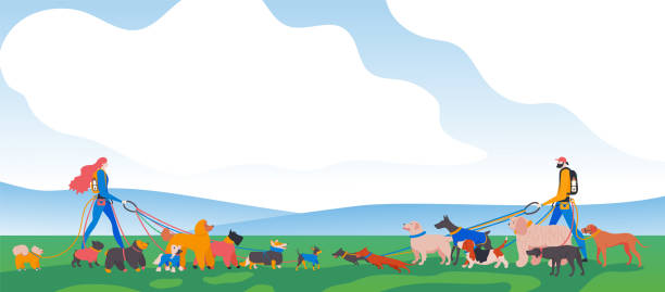 Man and woman. Different dogs in park. Dogs walkers, french bulldog, toy terrier, spitz, corgi, basset hound, dachshund, rhodesian ridgeback, weimaraner, retriever, spaniel, komondor, doberman, poodle, mittelschnauzer. Man and woman. cocker spaniel poodle mix stock illustrations
