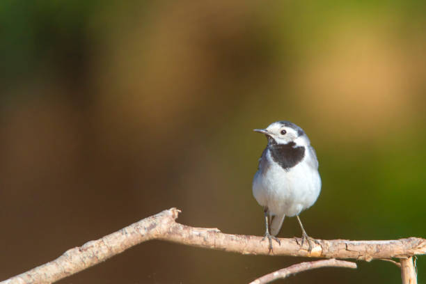 istock beautiful sparow on a branch in summer 1189369401