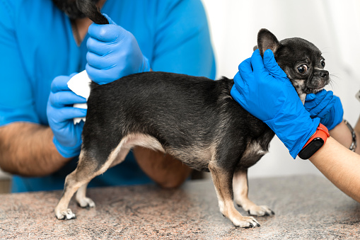 Los veterinarios limpian las glándulas paraanales de un perro en una clínica veterinaria. Un procedimiento necesario para la salud de los perros. Cuidado de mascotas photo