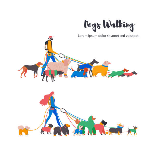 Man and woman. Different dogs. Man and woman. Dogs walkers, french bulldog, toy terrier, spitz, corgi, basset hound, dachshund, rhodesian ridgeback, weimaraner, retriever, spaniel, komondor, doberman, poodle, mittelschnauzer. cocker spaniel poodle mix stock illustrations