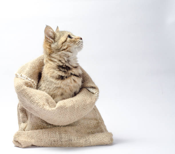 istock tabby kitten with green eyes in a sack on white background look right 1189370003