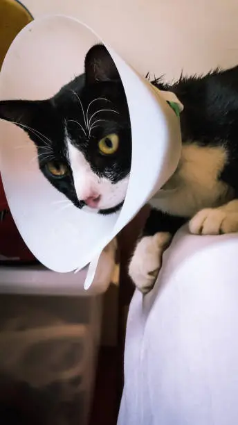 Black and white cat with Elizabethan collar cone or E collar after being neutered or spayed