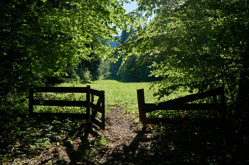 Gate and meadow on a hiking trail near Friedrichsroda in the Thuringian Forest